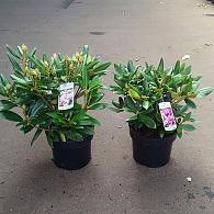 Rhododendron Yakushimanum Hybrids
