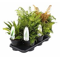 Ferns in varieties
