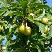 Prunus d. 'Mirabelle de Nancy'