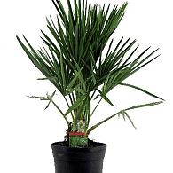 Chamaerops humilis