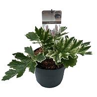 Acanthus 'Whitewater'
