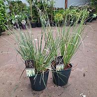 Cortaderia s. 'Pumila'