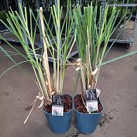 Cortaderia s. 'Rosea'
