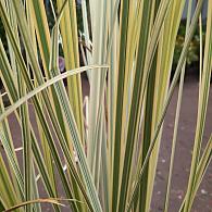 Cortaderia s. 'Splendid Star'
