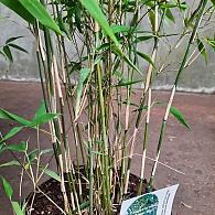 Fargesia nitida 'Great Wall'