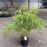 Fargesia rufa