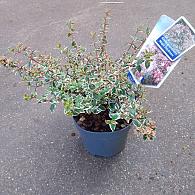 Abelia grandifl. Magic Daydream
