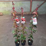 Acer rubrum 'Summer Red'