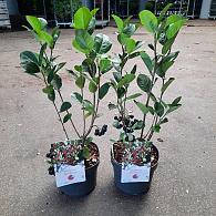Aronia arbutifolia 'Brilliant'