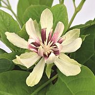 Calycanthus chinensis