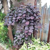 Cercis canadensis 'Ruby Falls'