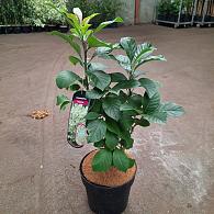 Chionanthus virginicus