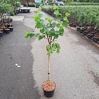 Corylus a. 'Twister'