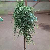 Cotoneaster dam. 'Winter Jewel'
