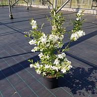 Exochorda racem. Blushing Pearl