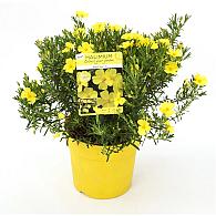Halimium 'April Sun'