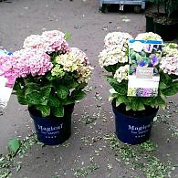 Hydrangea macr. Magical Four Seasons Mix 