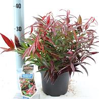 Leucothoe keiskei Burning Love