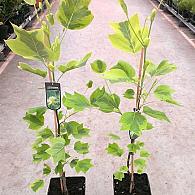Liriodendron t. 'Aureomarginat.'
