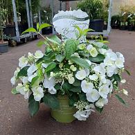Hydrangea Runaway Bride