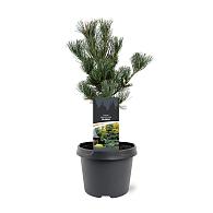 Pinus parv. 'Glauca'