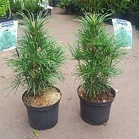 Sciadopitys verticillata