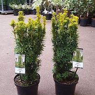 Taxus b. 'David'