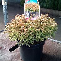 Thuja occ. 'Golden Tuffet'