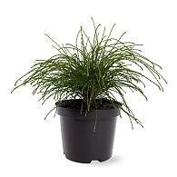 Thuja pl. 'Whipcord'