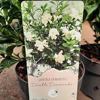 Gardenia jasminoides 'Double Diamonds'