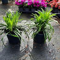 Liriope muscari 'Moneymaker'