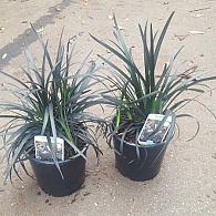 Ophiopogon plan. 'Niger'
