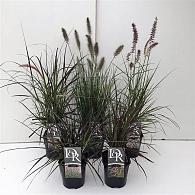 Pennisetum in Cultivars