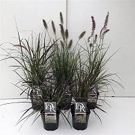 Pennisetum in Cultivars