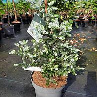 Abies k. 'Silberlocke'