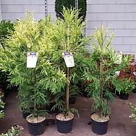Cryptomeria j. 'Barabits Gold'