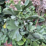 Ginkgo bil. 'Mariken'