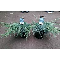 Juniperus h. Icee Blue