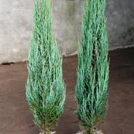 Juniperus s. 'Blue Arrow'