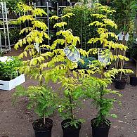 Metasequoia gl. Goldrush