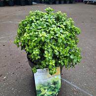 Pittosporum ten. 'Golden Ball'