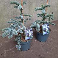 Abies procera 'Glauca'