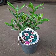 Daphne odora 'Aureomarginata'