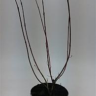 Cornus alba 'Elegantissima'