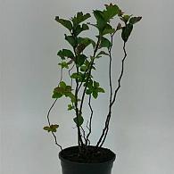 Spiraea densiflora