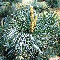 Pinus parv. 'Glauca'