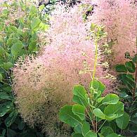 Cotinus cog. 'Young Lady'