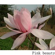 Magnolia 'Pink Beauty'