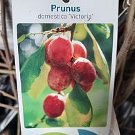 Prunus d. 'Victoria'