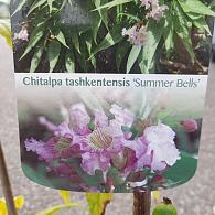 Chitalpa tashkentensis Summer Bells